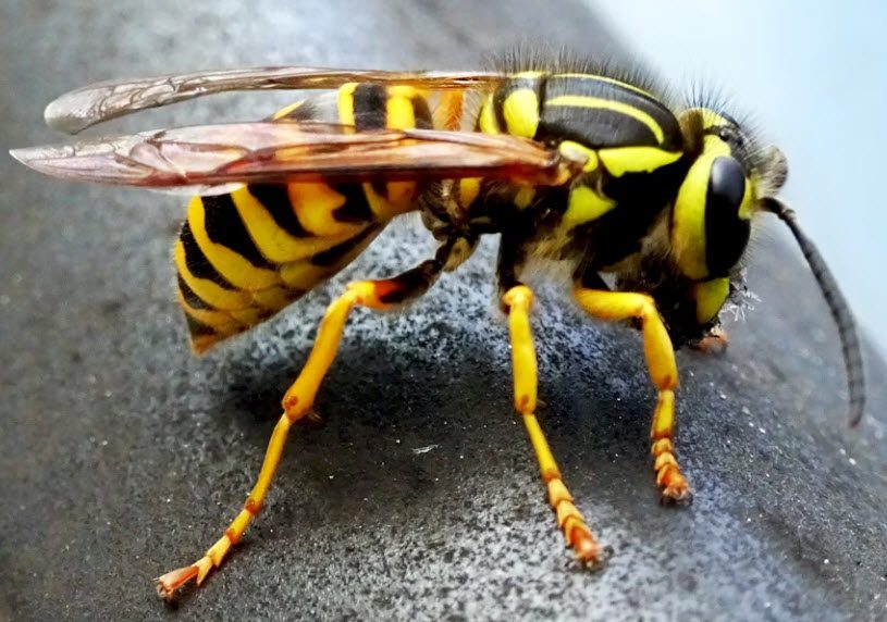 Wasp removal in Wakefield