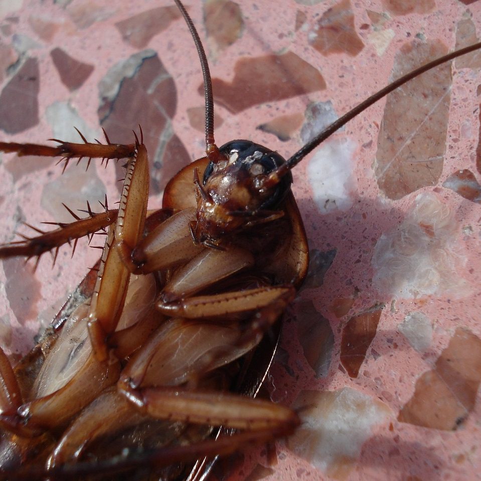 cockroach