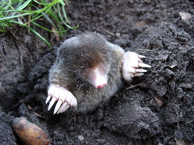 mole control