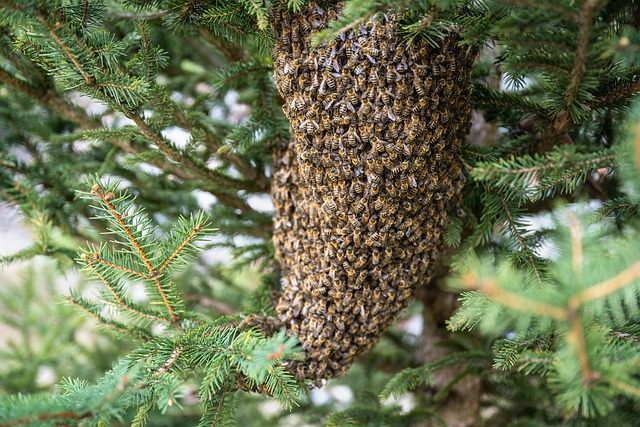 bees nest