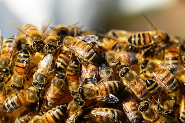 Bee removal Wakefield