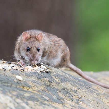 rats