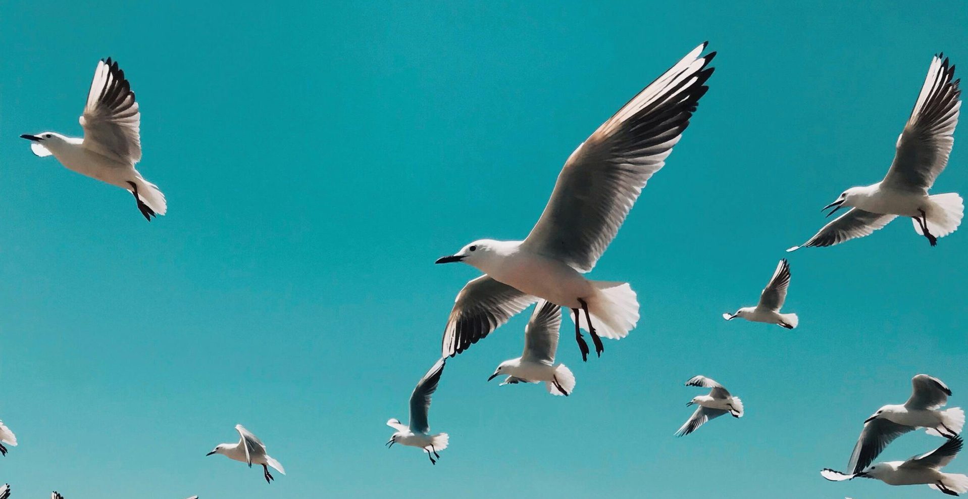 seagulls