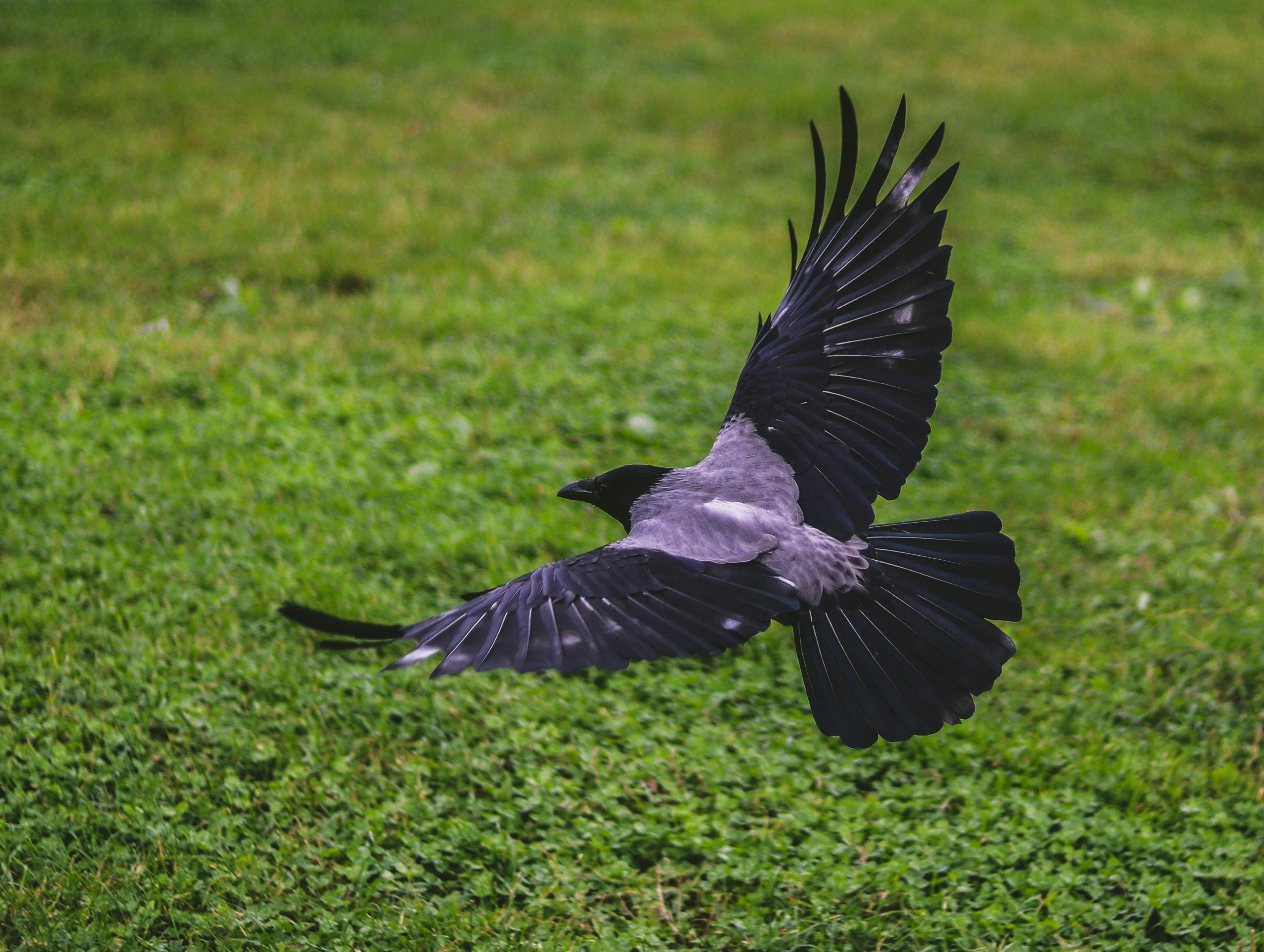 crows