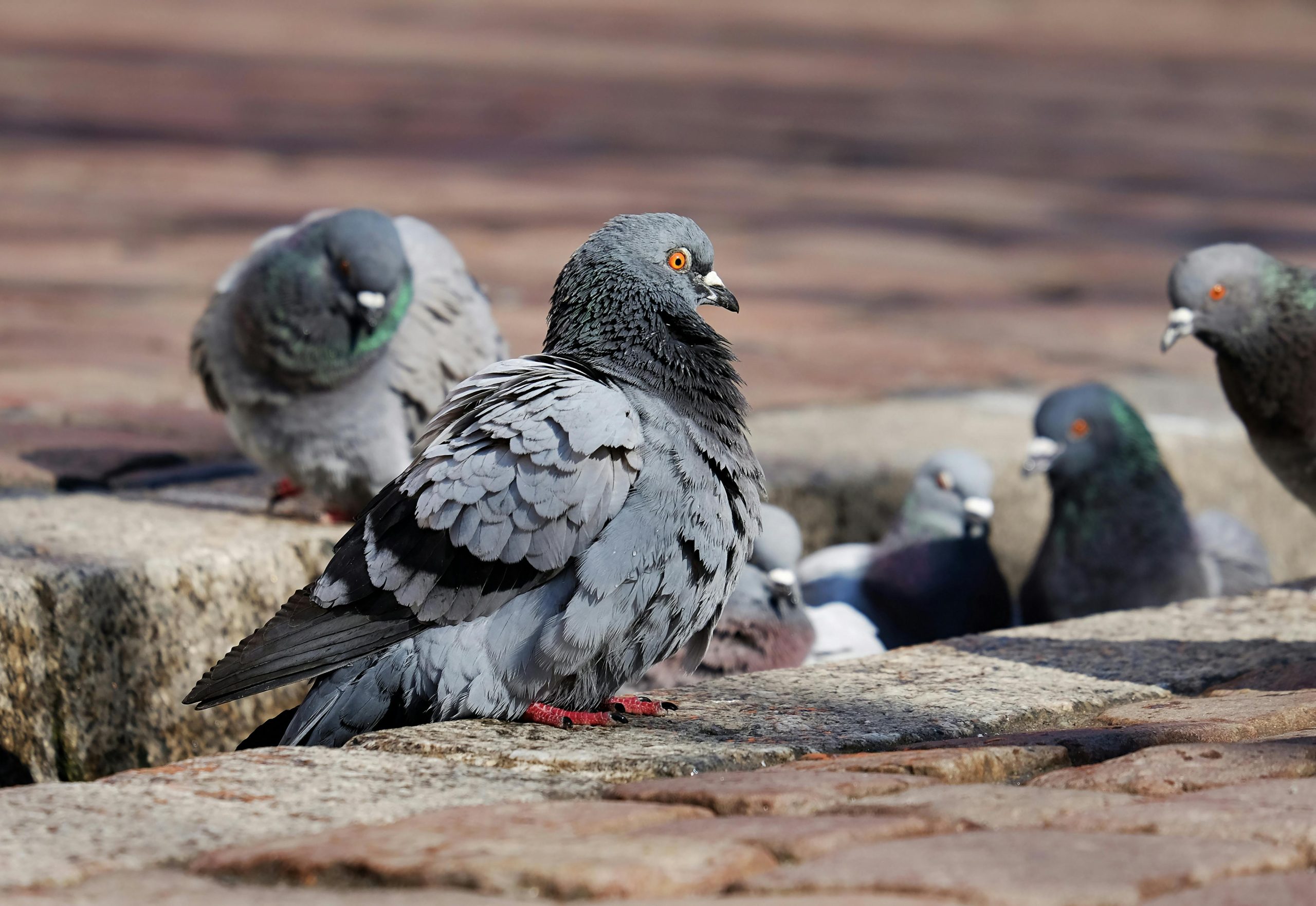pidgeons