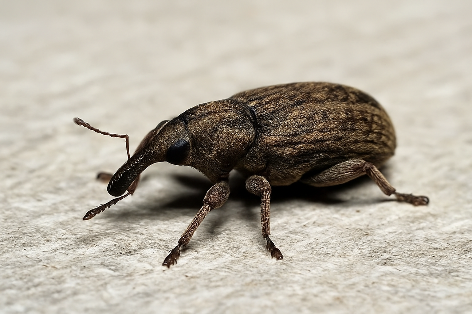 weevils